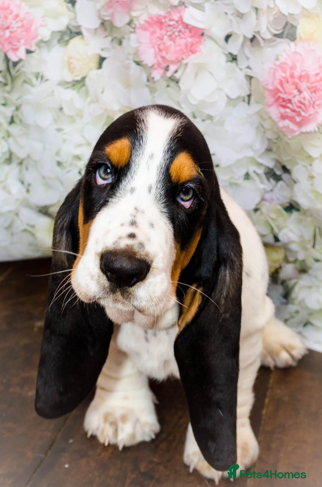 Basset Hound dogs for stud: Kc reg red and white proven Basset for stud in Cullompton - Advert 12