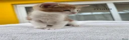 Mixed Breed cats for sale: 9 Gorgeous Kittens – 2 Litters, Ready 29 June in Milton Keynes - Advert 4
