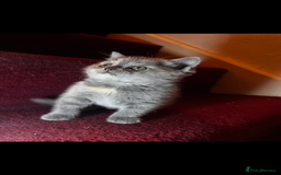 Scottish Fold cats for sale: Last kitten left! Straight ears 😍 - Image 7
