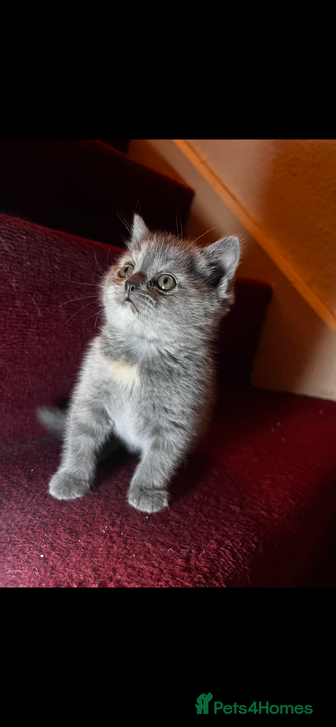 Scottish Fold cats for sale: Last kitten left! Straight ears 😍 - Image 7