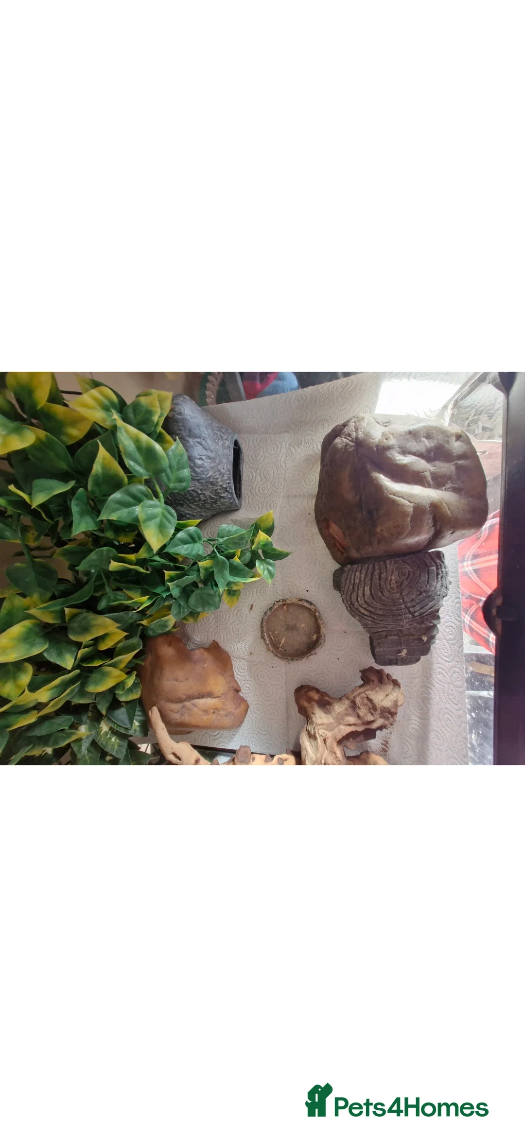 Leopard Gecko reptiles for sale: Leopard gecko - Advert 2