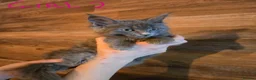 Maine Coon cats for sale: GCCF Blue Maine Coon litter ready to go - Advert 18