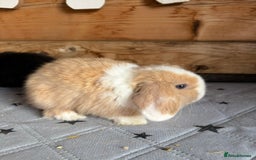 Mini Lop rabbits for sale: 2 beautiful pure mini lop babies - Image 7
