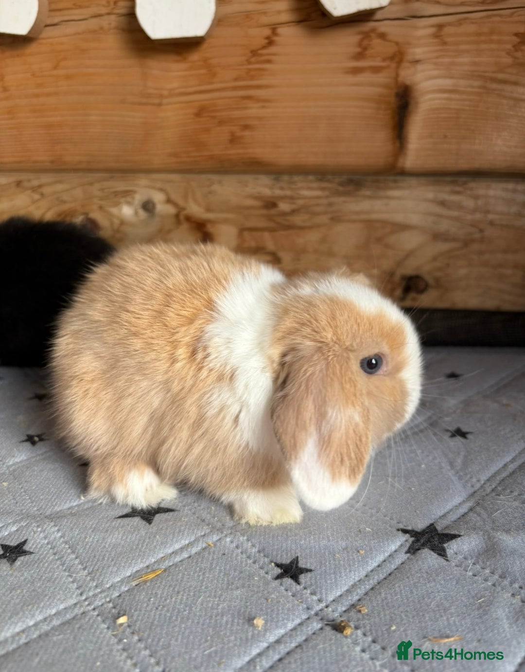 Mini Lop rabbits for sale: 2 beautiful pure mini lop babies - Image 7