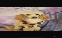 Cockapoo dogs for sale: Cockapoo puppies - Image 12