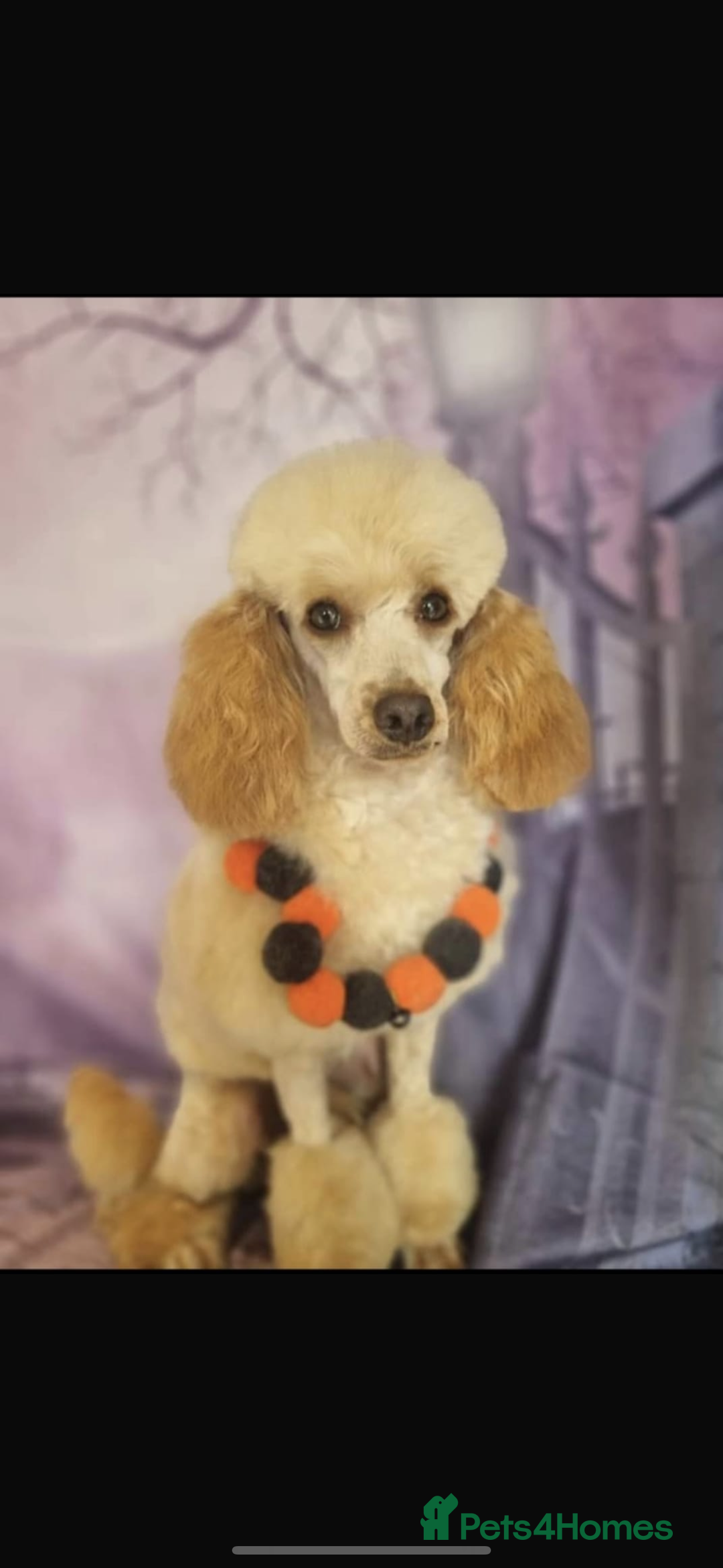 Cockapoo dogs for sale: Cockapoo puppies - Image 12