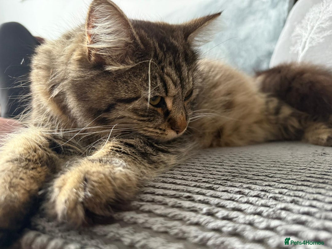 British Longhair cats for sale: Long haired tabby cat  - Image 3