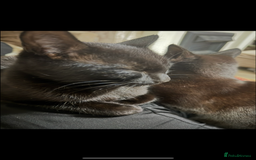 Mixed Breed cats for sale: two black cats (one male one female) - Image 4