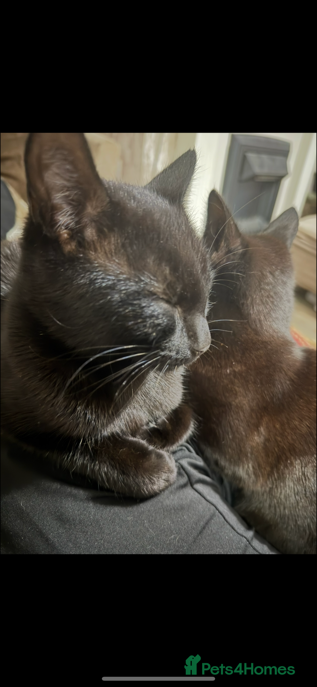Mixed Breed cats for sale: two black cats (one male one female) - Image 4
