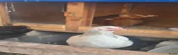 Chickens poultry for sale: Point of Lay Silver/Light Sussex & Speckeldy hens - Advert 4