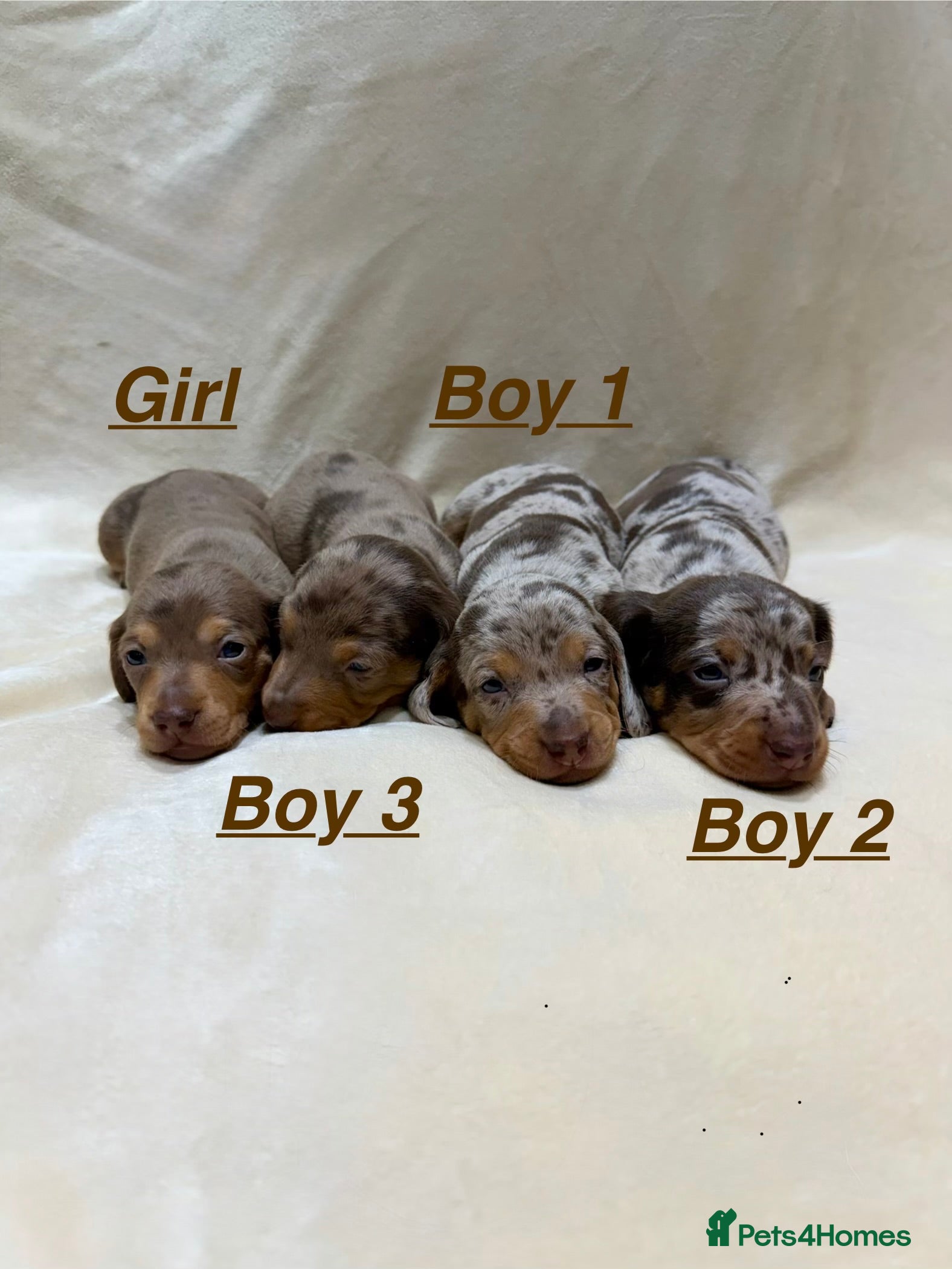 Miniature Dachshund dogs Miniature Dachshund KC Reg stunning dapple litter - Advert 3