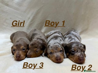 Miniature Dachshund dogs Miniature Dachshund KC Reg stunning dapple litter - Advert 5