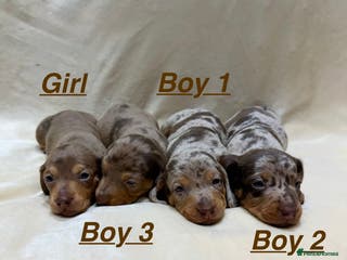 Miniature Dachshund dogs READY TODAY - KC Reg Miniature Dachshund - Advert 6