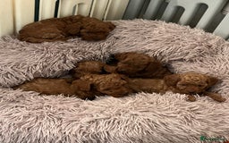 Cavapoo dogs for sale: 5⭐️⭐️⭐️⭐️⭐️F1b Curly Teddy Cavapoo’s DNA/heart  - Image 1
