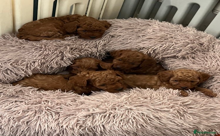 Cavapoo dogs - Advert 5