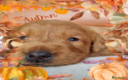 Australian Labradoodle dogs for sale: Stunning red F1b Australian Labradoodle puppies  - Image 15