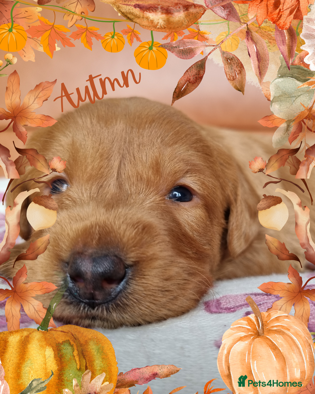 Australian Labradoodle dogs for sale: Stunning red F1b Australian Labradoodle puppies  - Image 15