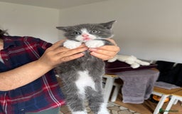 British Shorthair cats for sale: It’s a British short hair  - Image 27