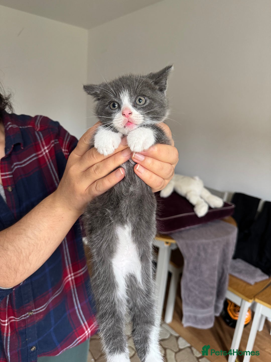 British Shorthair cats for sale: It’s a British short hair  - Image 27