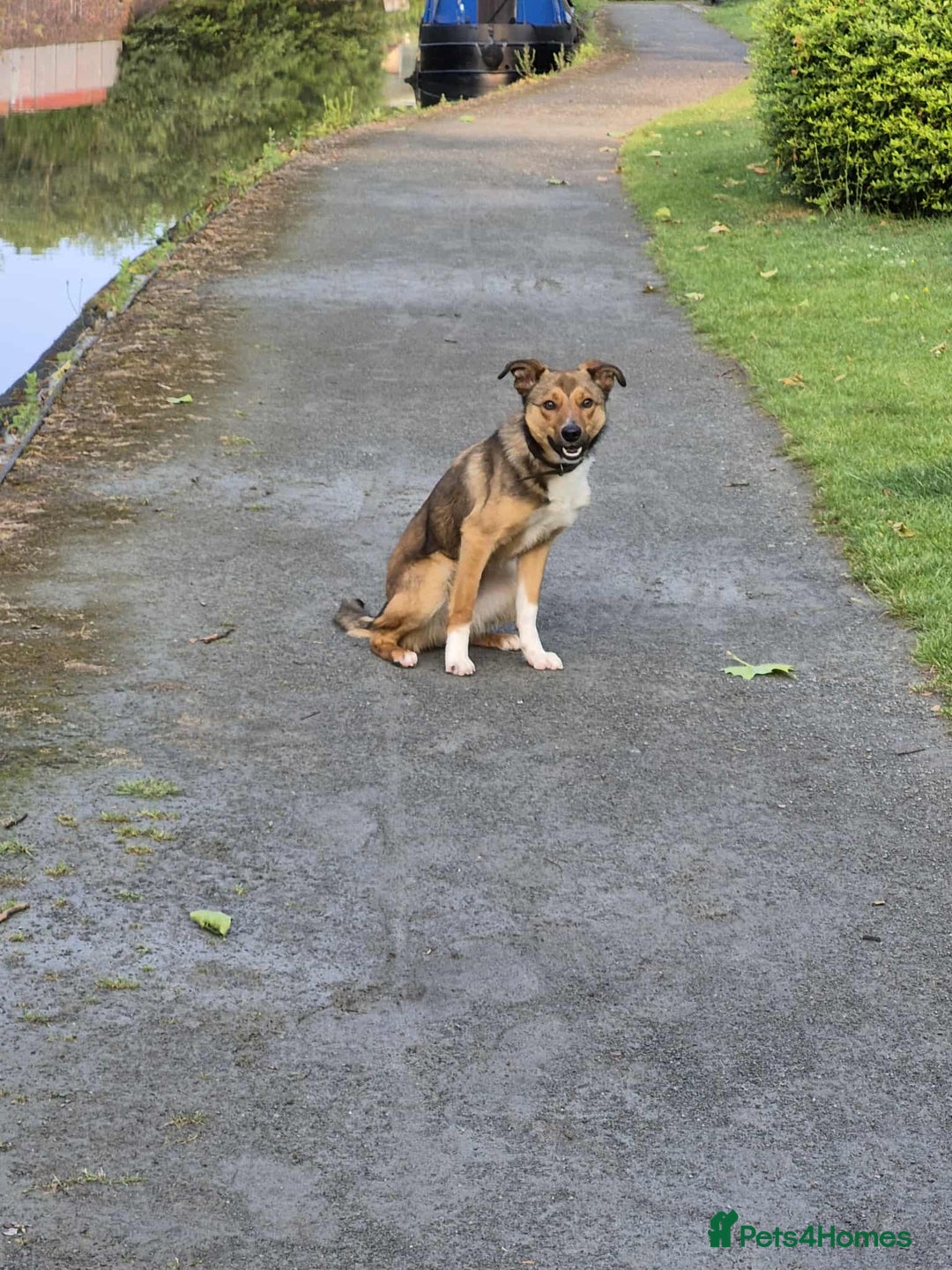 Border Collie dogs for sale: Finnn  - Image 1