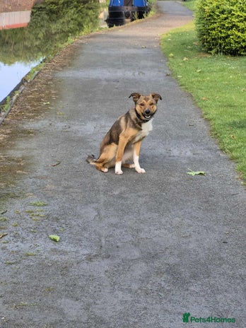 Border Collie dogs - Advert 22