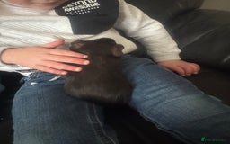Guinea Pig rodents for sale: Male guinea pig  - Image 3