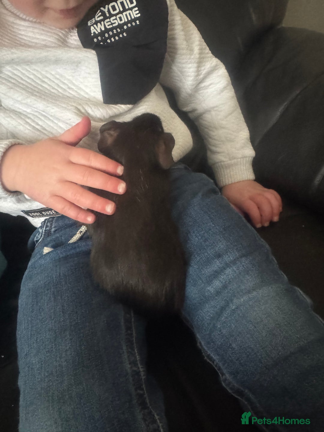 Guinea Pig rodents for sale: Male guinea pig  - Image 3