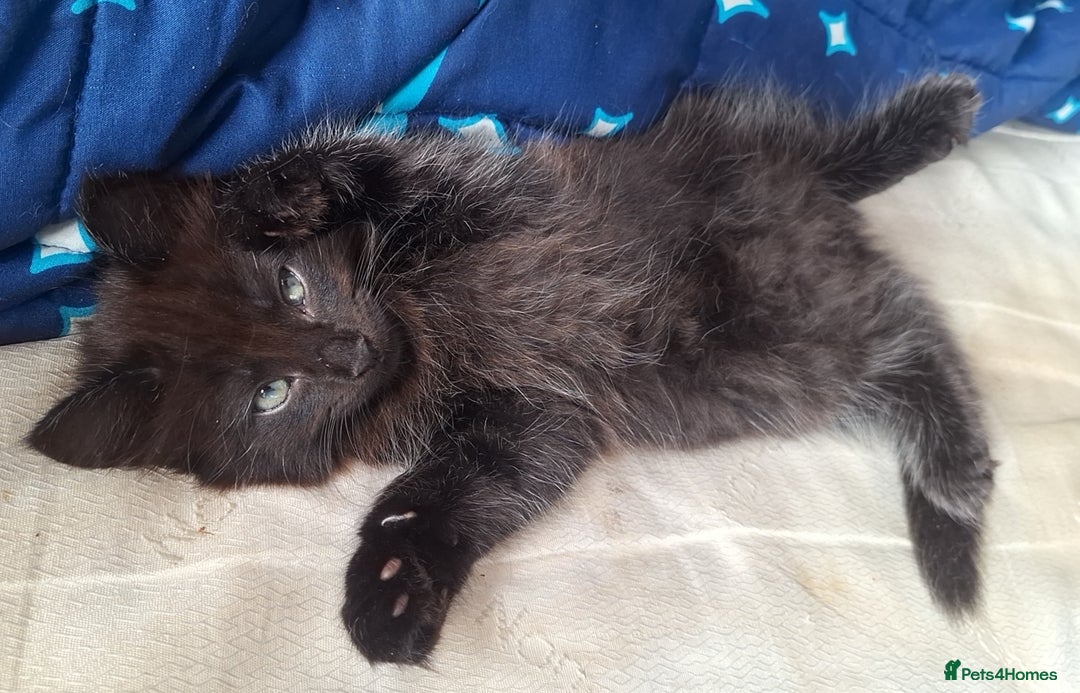 Ragdoll cats for sale: Ragdoll x Bombay  - Advert 5