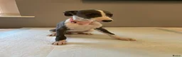 Whippet dogs for sale: Blue whippet pups  in Rhyl - Advert 7