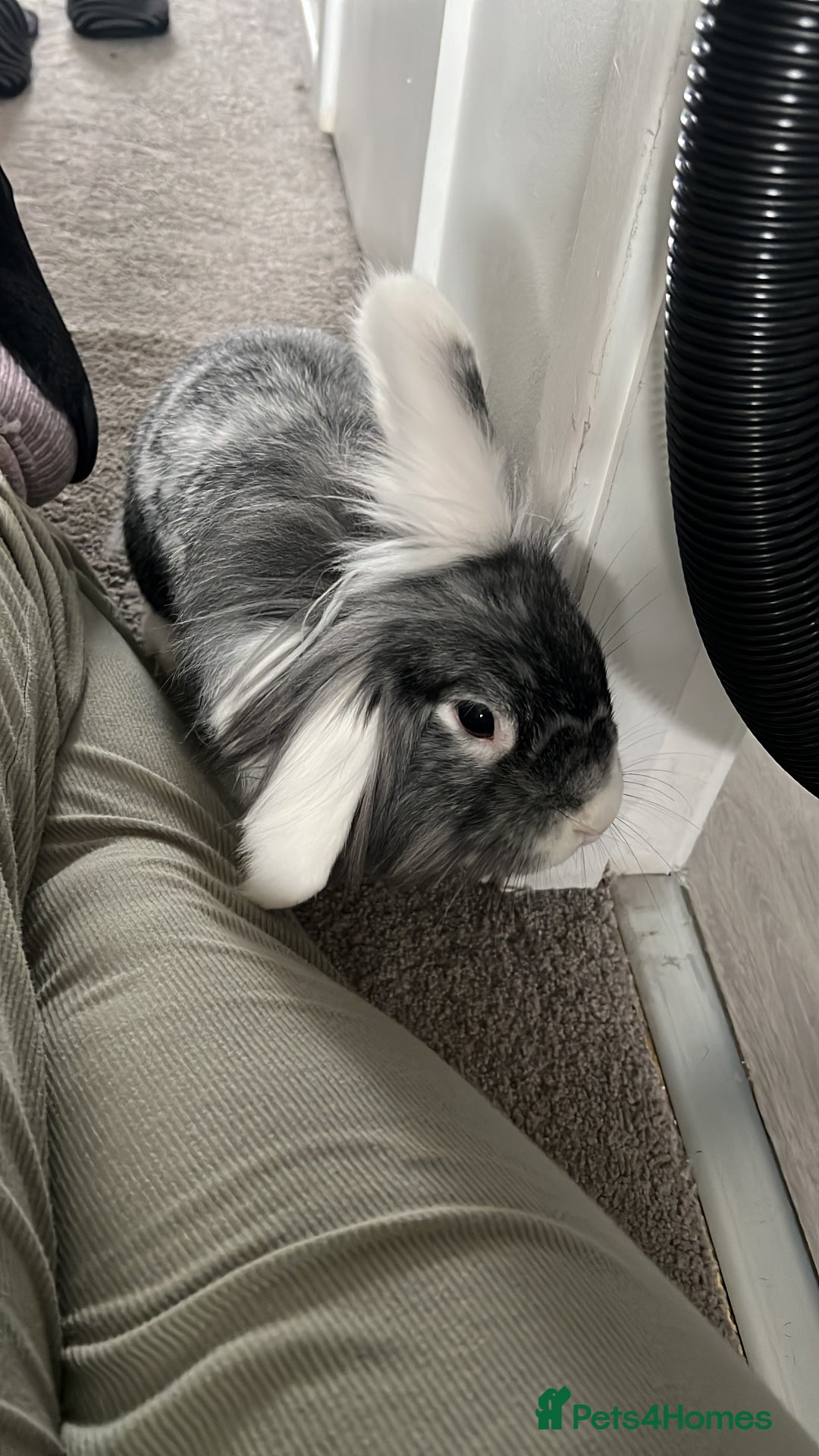 Mini Lion Lop rabbits for sale: 3 loving bonded rabbits for rehoming - Advert 5