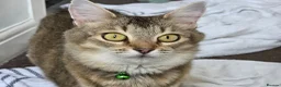 Persian cats for sale: Fluffy Perisan Kittens looking for Forever Homes in Edinburgh - Advert 2