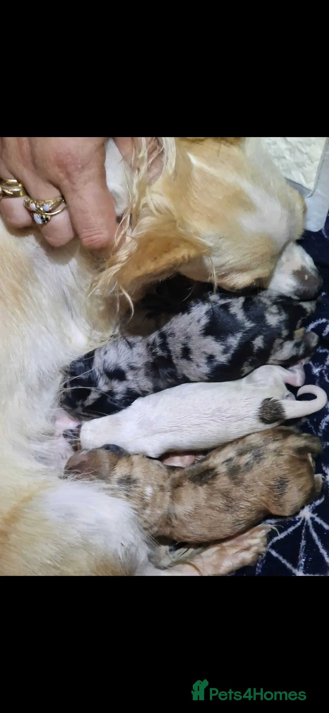 Chihuahua dogs for stud: Merle long haired Chihuahua Stud in Nottingham - Advert 8