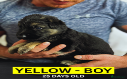 German Shepherd dogs for sale: Beautiful German Shepherd Puppies - Image 13