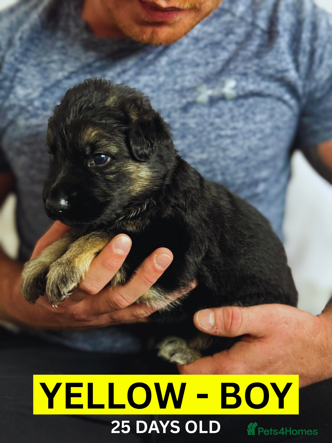 German Shepherd dogs for sale: Beautiful German Shepherd Puppies - Image 13