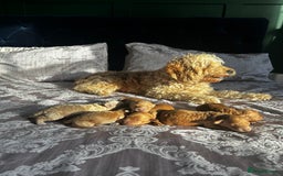 Cockapoo dogs for sale: Beautiful puppies in time for  ** ! 🐶 🥰  **   - Image 7