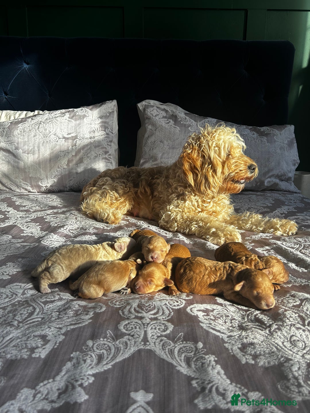 Cockapoo dogs for sale: Beautiful puppies in time for  ** ! 🐶 🥰  **   - Image 7