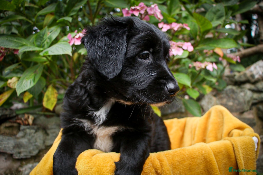 Mixed Breed dogs for sale: 3 x Border collie cross retriever pups - Image 14
