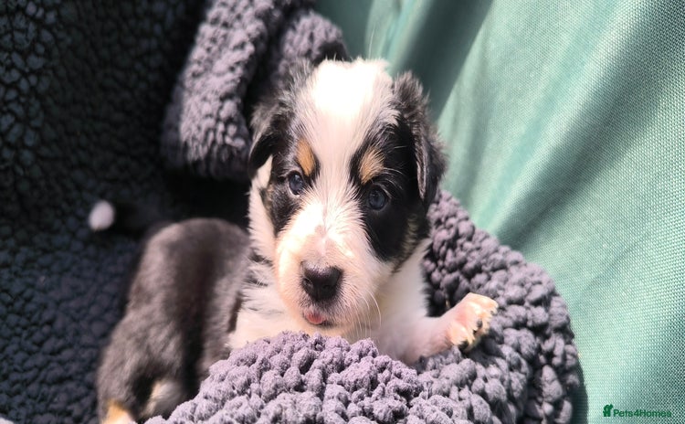 Border Collie dogs - Advert 13
