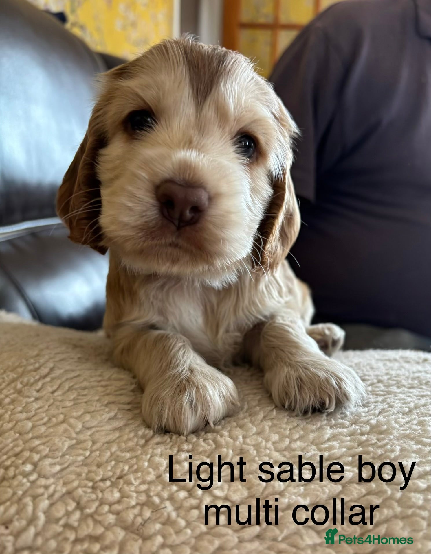 Cocker Spaniel dogs for sale: Stunning Litter of Show Cocker Spaniel Puppies - Advert 7