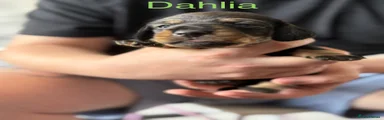 Dahlia 