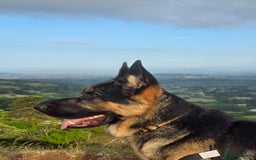 German Shepherd dogs for sale: New home for Koa - Image 4