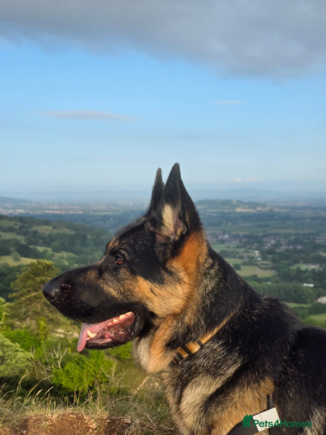 German Shepherd dogs for sale: New home for Koa - Image 4