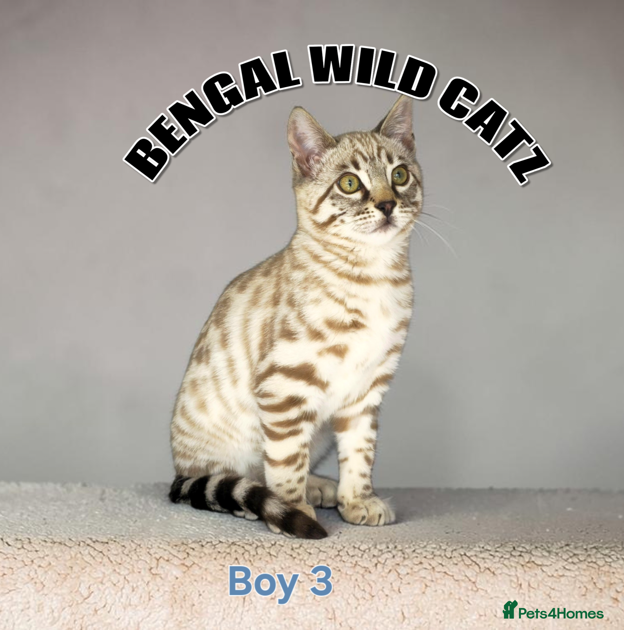 Bengal cats for sale: 4 bengal boys ready to leave now - Advert 8