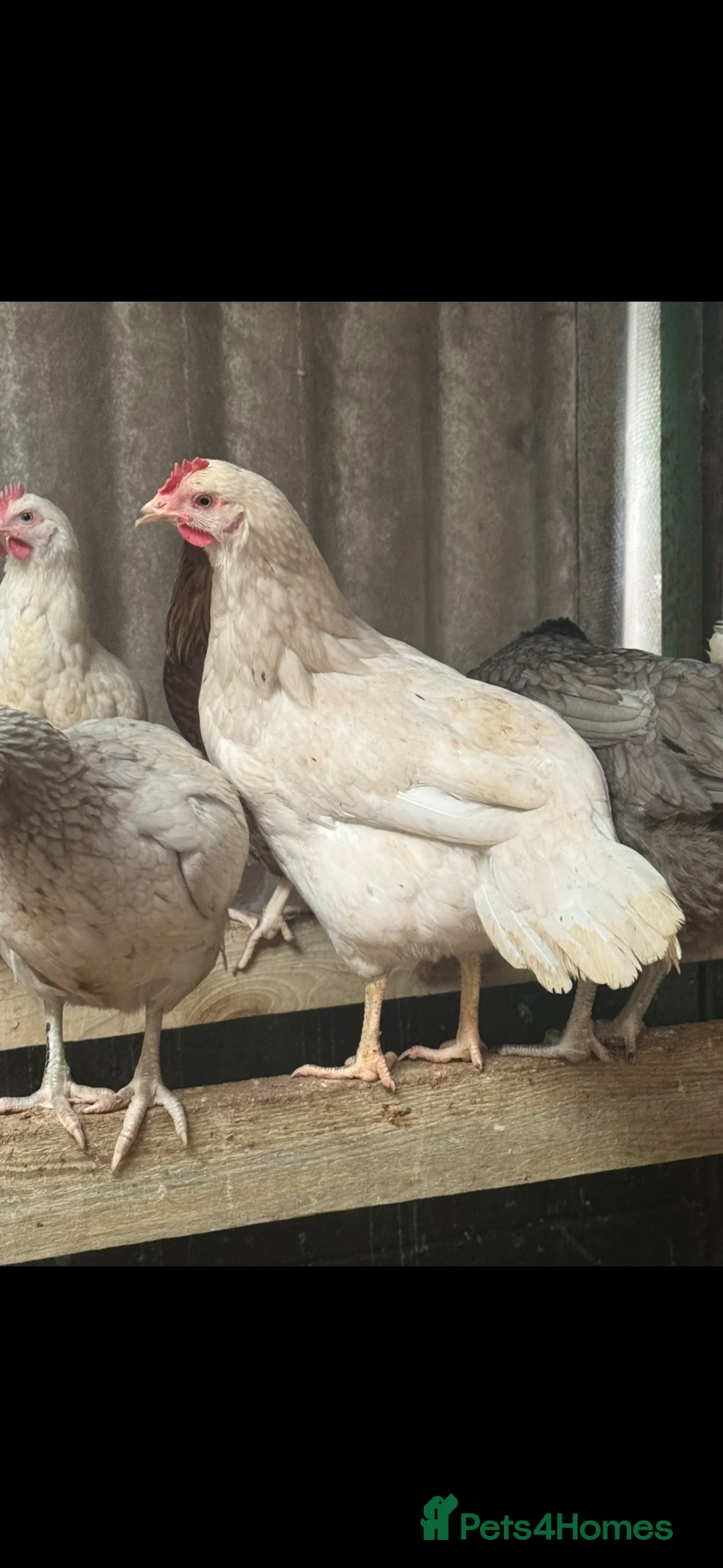 Chickens poultry for sale: Burford and skylines available in Coventry - Advert 2