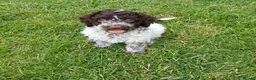Lagotto Romagnolo dogs for sale: Reduced Lagotto Vet Checked/Chipped/Vaccinated   - Advert 13