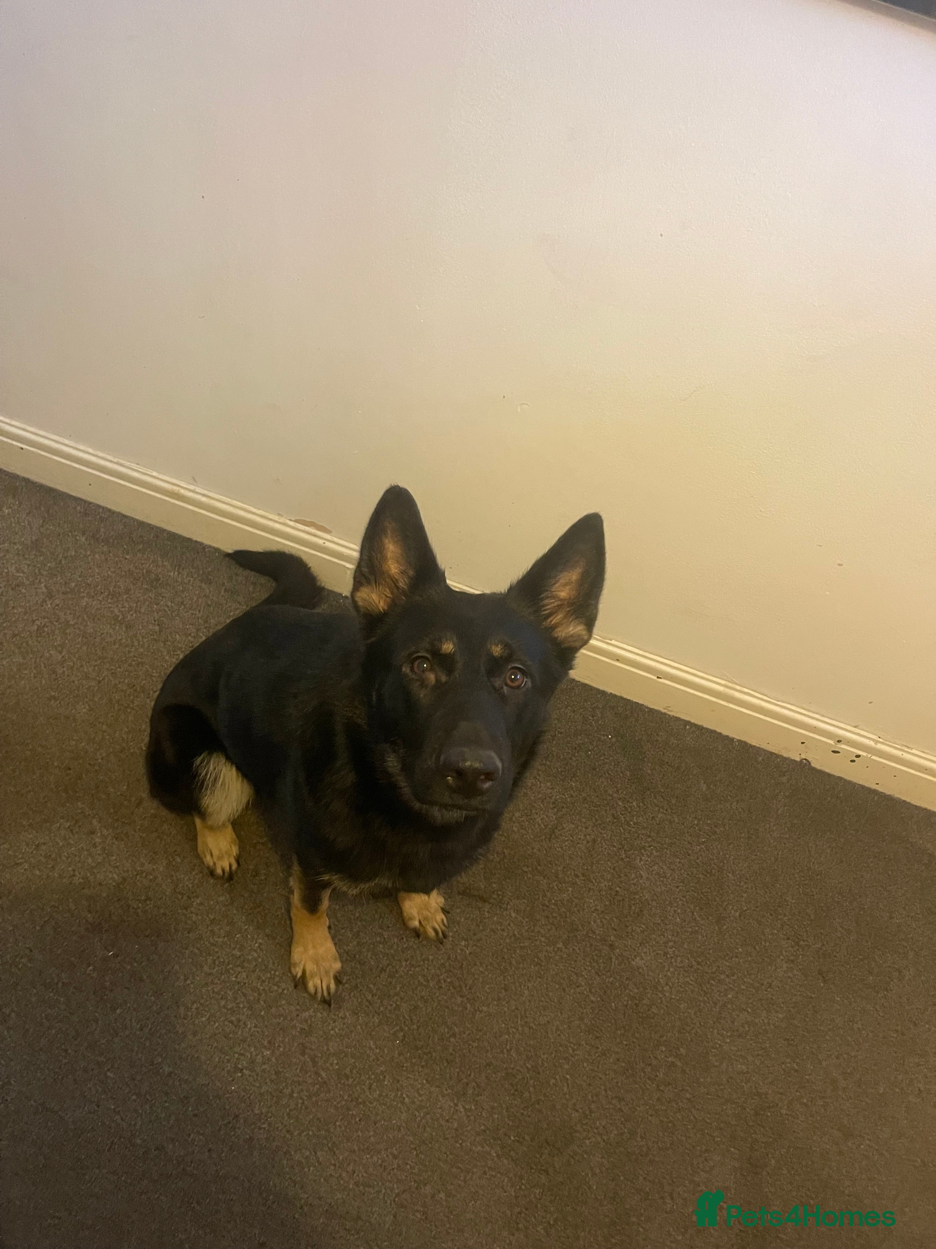 German Shepherd dogs Nala Black/Brown  - Advert 2