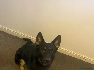 German Shepherd dogs Nala Black/Brown - Advert 2