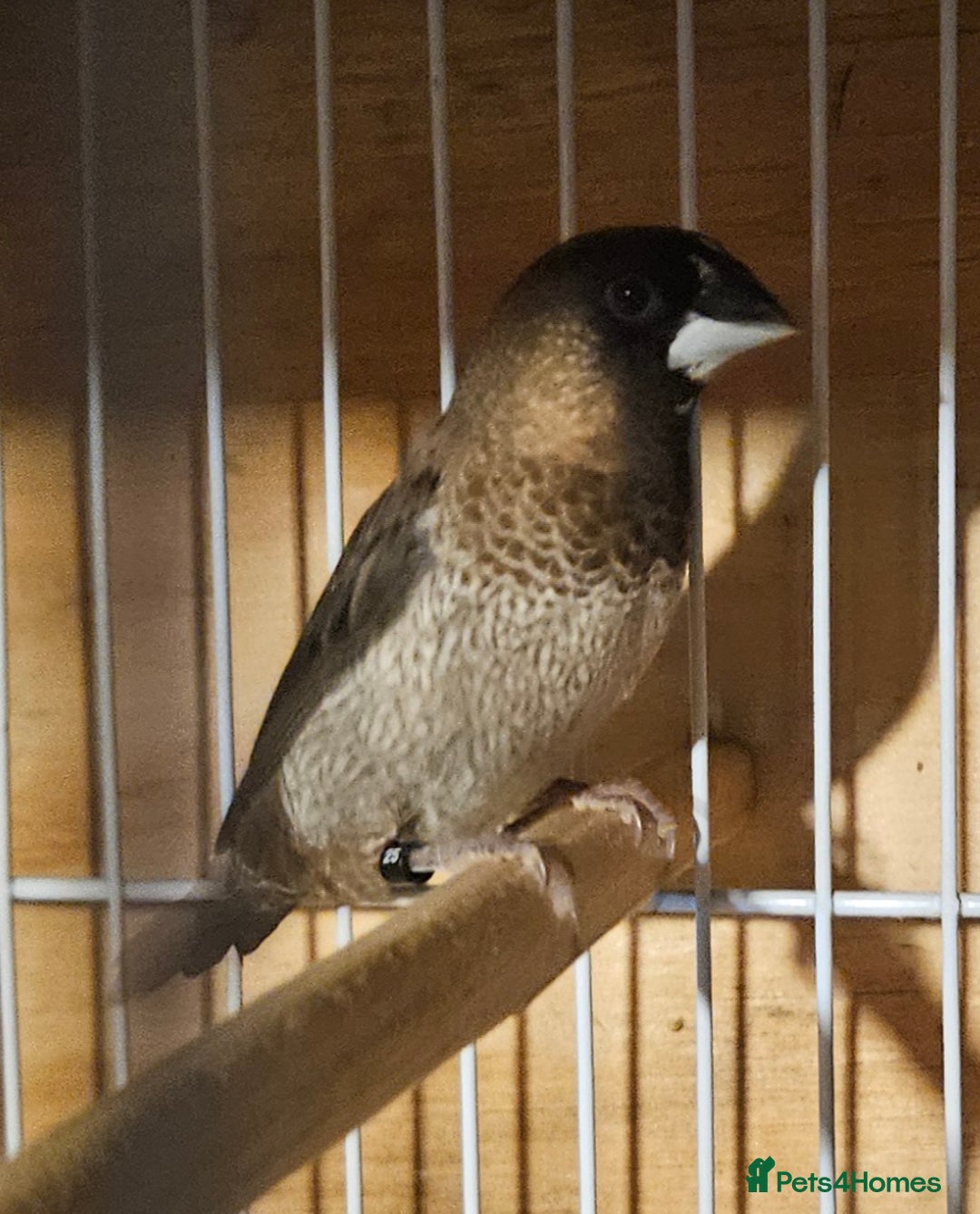 Finches birds for sale: Bengalese finches & Zebra Finches - Advert 24