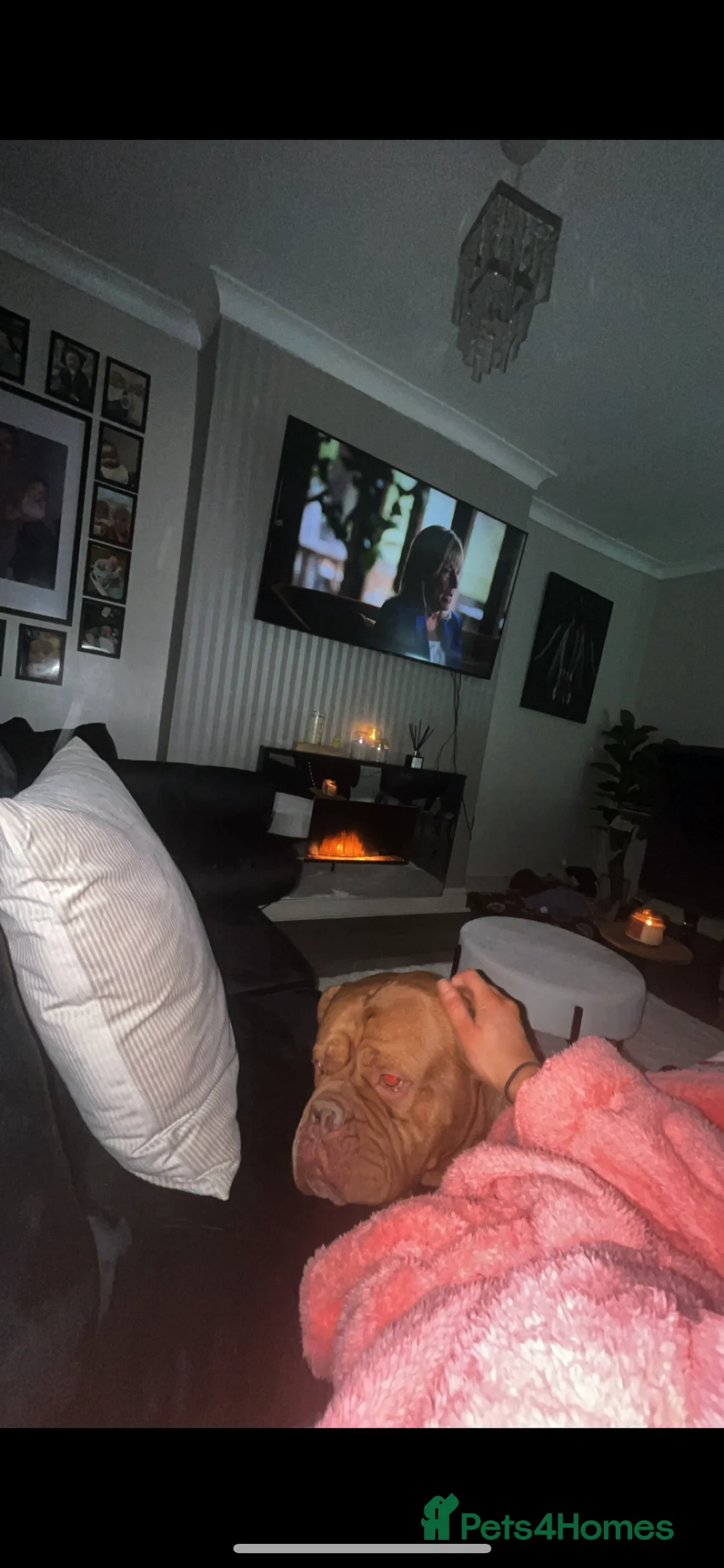 Dogue De Bordeaux dogs for sale: 5 year old girl  - Advert 2