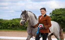 Welsh Section A horses for sale: Section A gelding - Image 3